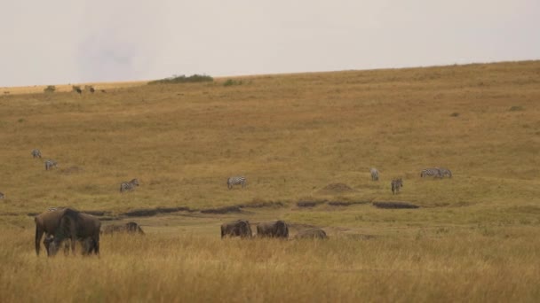Pan Vänster Över Zebror Och Gnus Masai Mara — Stockvideo