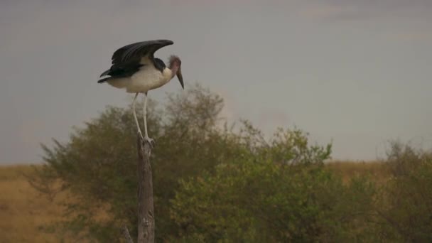 Marabou Storch Steht Auf Einer Holzstange — Stockvideo