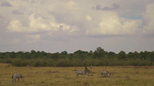アフリカのキリンとシマウマ — ストック動画