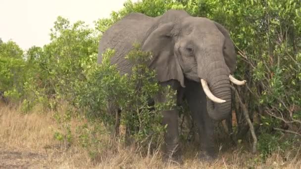 Elefante Cerca Arbustos Verdes — Vídeo de stock