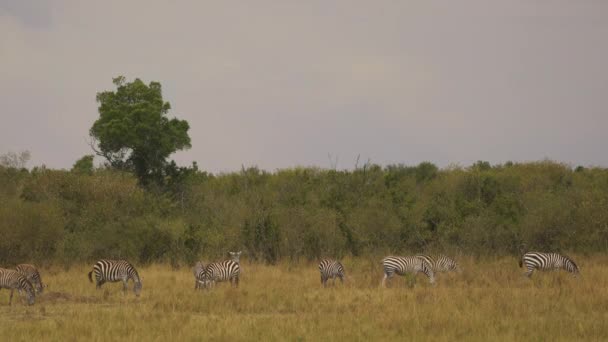 Zebralar Masai Mara Otluyor — Stok video