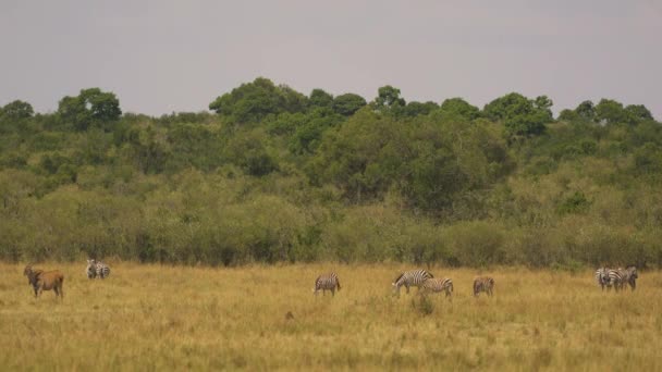 Zebry Společná Země Masai Mara — Stock video