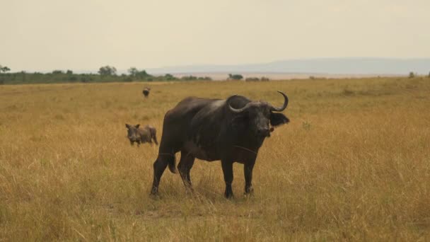 マサイ マラのアフリカの水牛とイノシシ — ストック動画