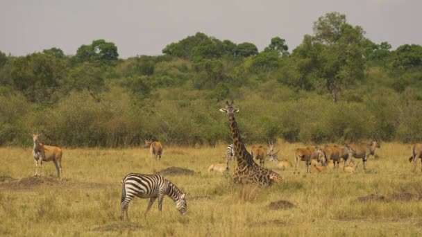 马赛马拉的羚羊 斑马和长颈鹿 — 图库视频影像