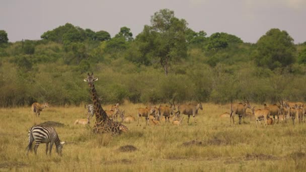 Common Eland Herd Africa — 图库视频影像