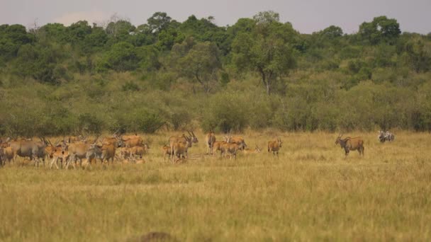 Společné Stádo Masai Mara — Stock video