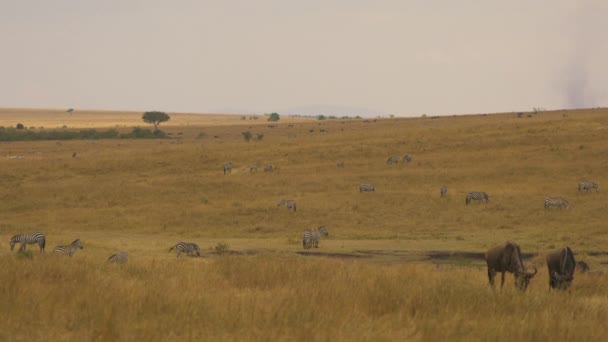 Bländning Zebror Och Två Gnus Bete — Stockvideo