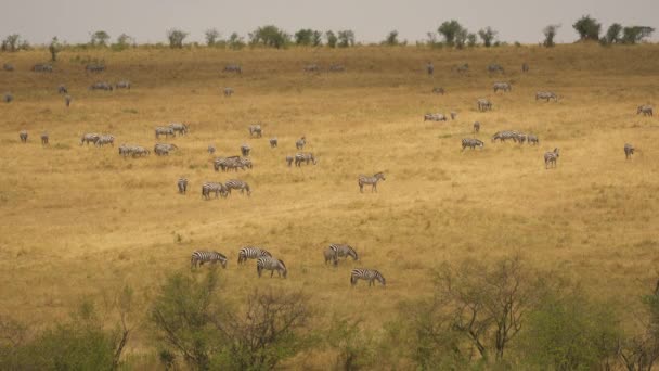 Deslumbrante Zebras Pastando Masai Mara — Vídeo de Stock