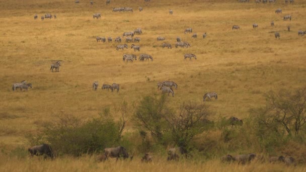 Zebras Och Gnus Afrika — Stockvideo