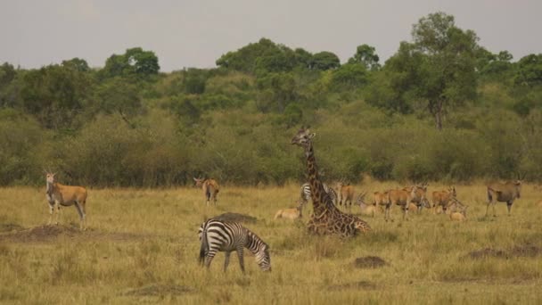 普通的牧群 长颈鹿和斑马 — 图库视频影像