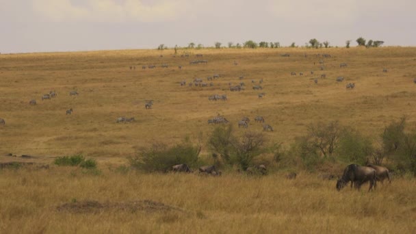 Cebras Gnus Masai Mara — Vídeos de Stock