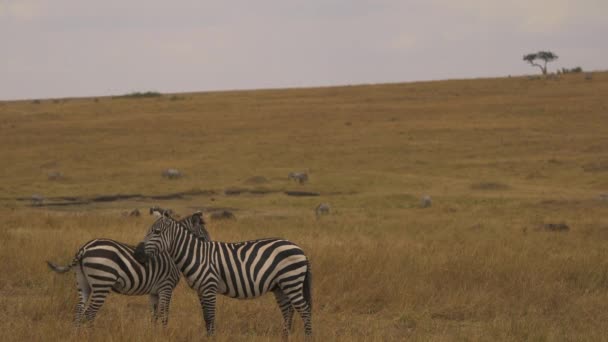 Zebras Der Savanne — Stockvideo