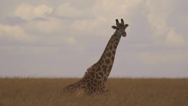 Jirafa Acostada Sabana Masai Mara — Vídeos de Stock