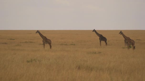 Drei Giraffen Der Masai Mara Savanne — Stockvideo