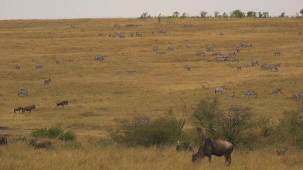 Animales Salvajes Las Llanuras Masai Mara — Vídeo de stock