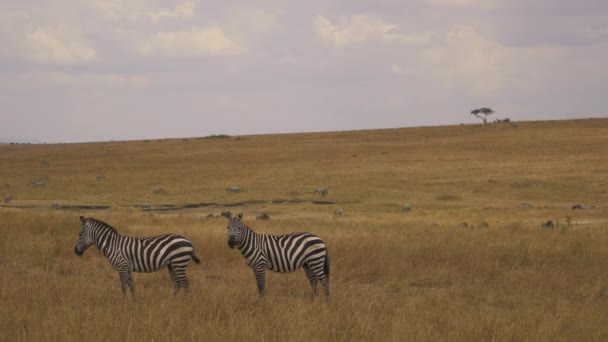 Zebry Masai Mara — Stock video