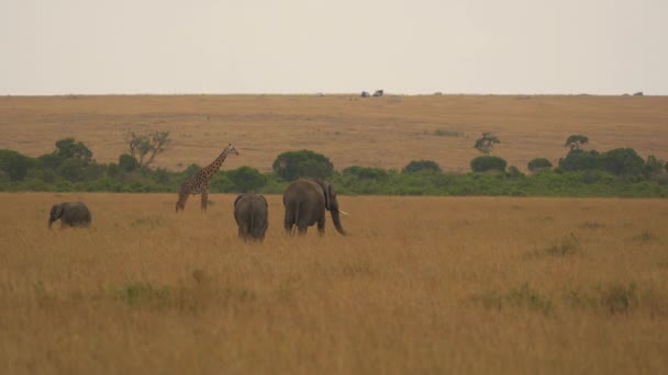 Elefanti Che Camminano Vicino Una Giraffa — Video Stock