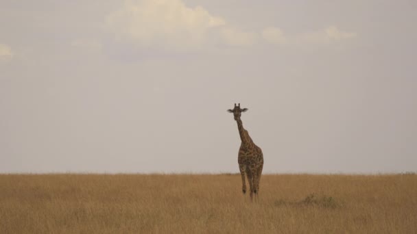 Jirafa Sabana Masai Mara — Vídeos de Stock