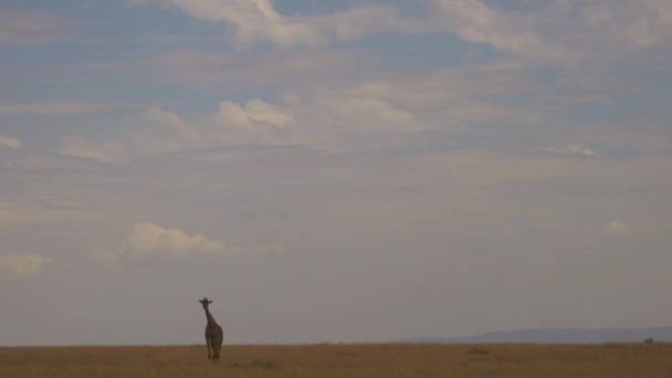 Pan Til Venstre Sjiraff Masai Mara – stockvideo