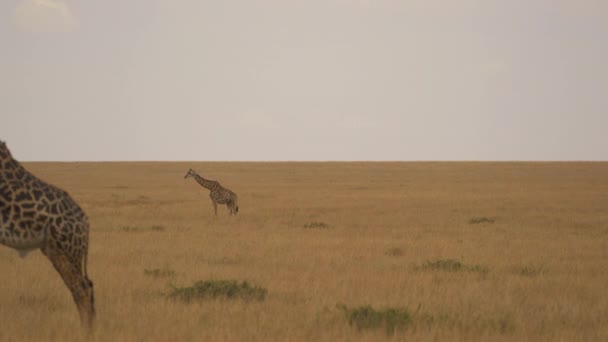 Jirafas Sabana Masai Mara — Vídeos de Stock