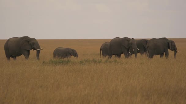 Elefanten Der Masai Mara Savanne — Stockvideo