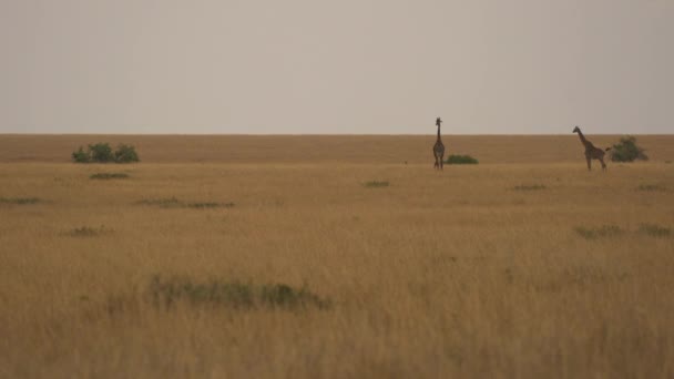 Bulutlu Bir Günde Iki Zürafa — Stok video