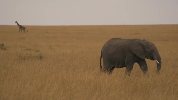 Elefante Che Cammina Giraffa — Video Stock