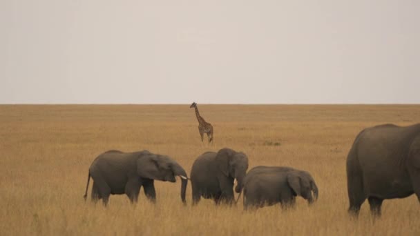 Vitelli Elefanti Che Camminano Vicino Una Giraffa — Video Stock