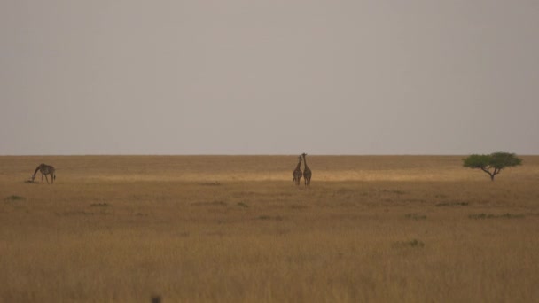 Drie Giraffen Masai Mara — Stockvideo