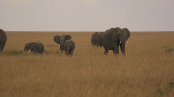 Branco Elefanti Nella Savana Masai Mara — Video Stock
