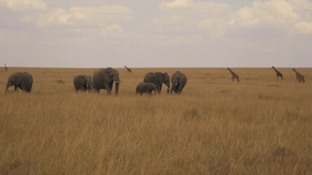 Masai Mara的长颈鹿和大象 — 图库视频影像