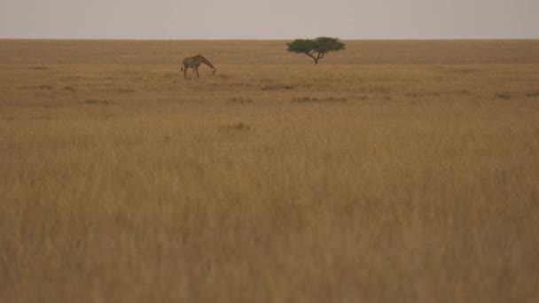 Giraffe Dry Grass — Αρχείο Βίντεο