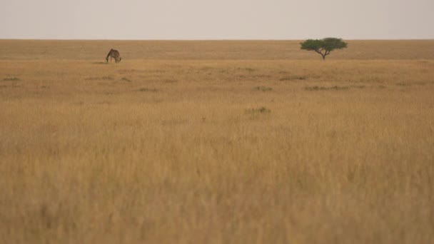 Καμηλοπάρδαλη Βόσκηση Masai Mara — Αρχείο Βίντεο