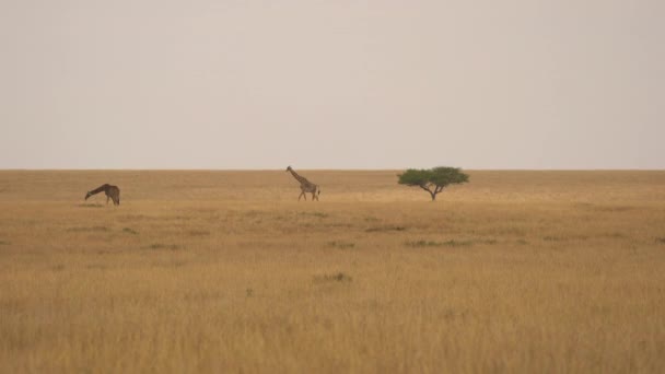 Dos Jirafas Las Llanuras Abiertas Masai Mara — Vídeos de Stock
