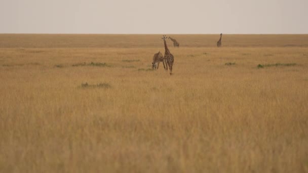 Girafas Nas Planícies Abertas — Vídeo de Stock