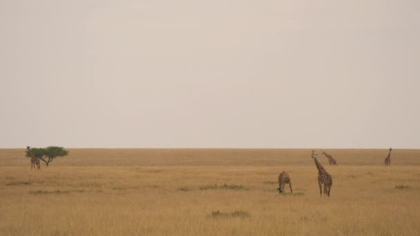 Girafes Dans Les Plaines Ouvertes Masai Mara — Video