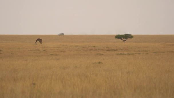 Giraffe Grazing Plains Masai Mara — Stockvideo