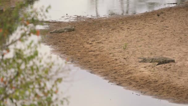 Δύο Κροκόδειλοι Του Νείλου Μια Αμμώδη Όχθη Του Ποταμού — Αρχείο Βίντεο