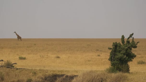 Masai Καμηλοπάρδαλη Δει Από Απόσταση — Αρχείο Βίντεο