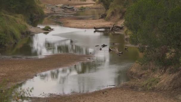 Σκύψτε Κάτω Από Κροκόδειλους Του Νείλου Μια Όχθη Του Ποταμού — Αρχείο Βίντεο