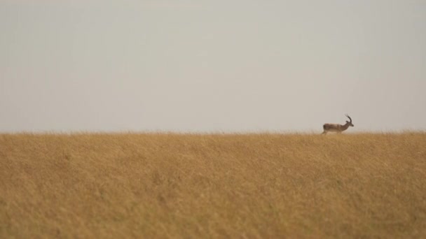 Impala Walking Dry Plains — Stock Video