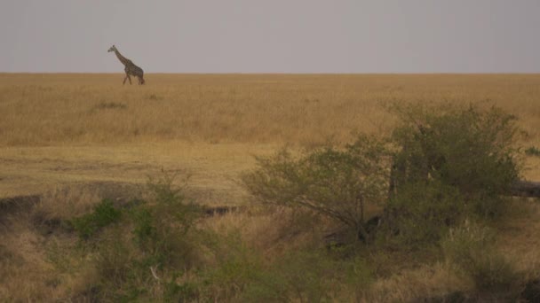 Giraffe Spaziert Masai Mara — Stockvideo