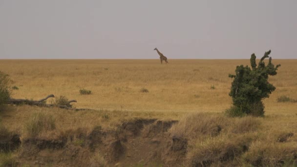 Giraffe Läuft Auf Trockenen Ebenen — Stockvideo