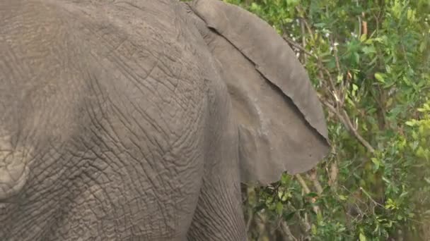 Vista Laterale Ravvicinata Elefante Pascolo — Video Stock