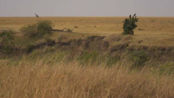 长颈鹿从远处看 — 图库视频影像
