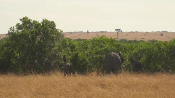 Vista Trasera Del Elefante Con Pantorrilla Caminando — Vídeo de stock