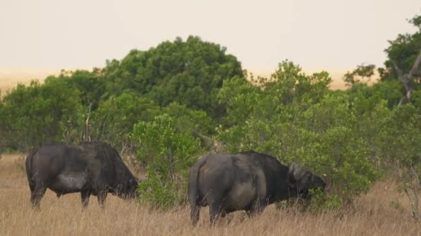 Dos Búfalos Africanos Pastando — Vídeo de stock