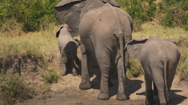 Elefantenkalb Versucht Ein Flussufer Hinaufzuklettern — Stockvideo