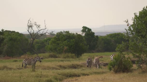 Zebry Pasoucí Masai Mara — Stock video