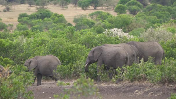 Elefantes Pastando Arbustos Masai Mara — Vídeos de Stock